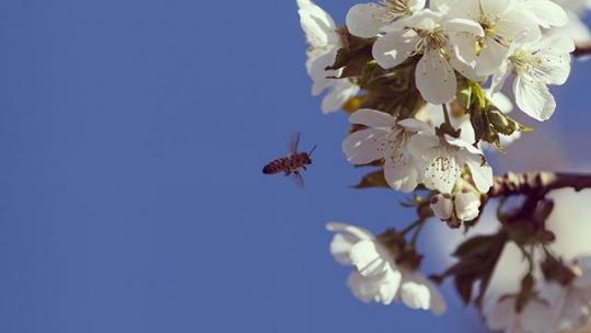 The orchards are alive with the sound of picking...or at least, the first few are!  Harvest has begun in the Northwest. It’s officially #cherryseason .
																.
																.
																#nwcherries #sweetcherries #sweetcherry #northwestcherries #farm #farmer #farmers #summer #summervibes #produce #fruit #plantbased