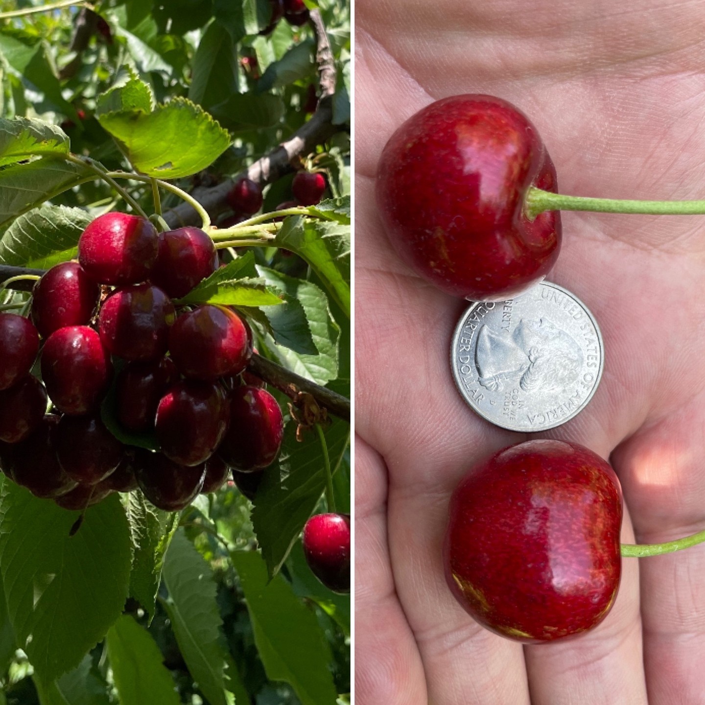It's going to be a BIG northwest cherry season! Look at the size of these sweet cherries. Cherry season is only ONE WEEK AWAY! 🍒🍒🍒