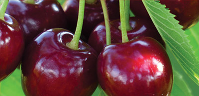 about-cherry-variety-benton
