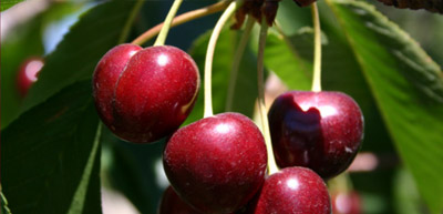 about-cherry-variety-bing