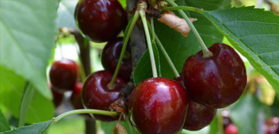 about-cherry-variety-lapins