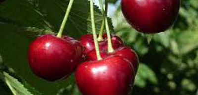 about-cherry-variety-regina