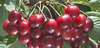 about-cherry-variety-santina