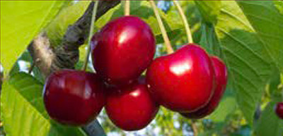 about-cherry-variety-sweetheart