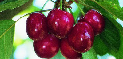about-cherry-variety-tieton